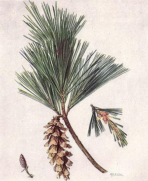 White Pine Cone and Tassel, Maine Wiki