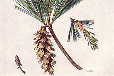 White Pine Cone and Tassel, Maine Wiki