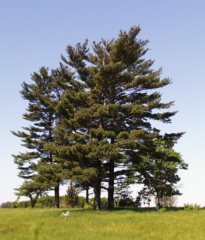 maines state tree white pine