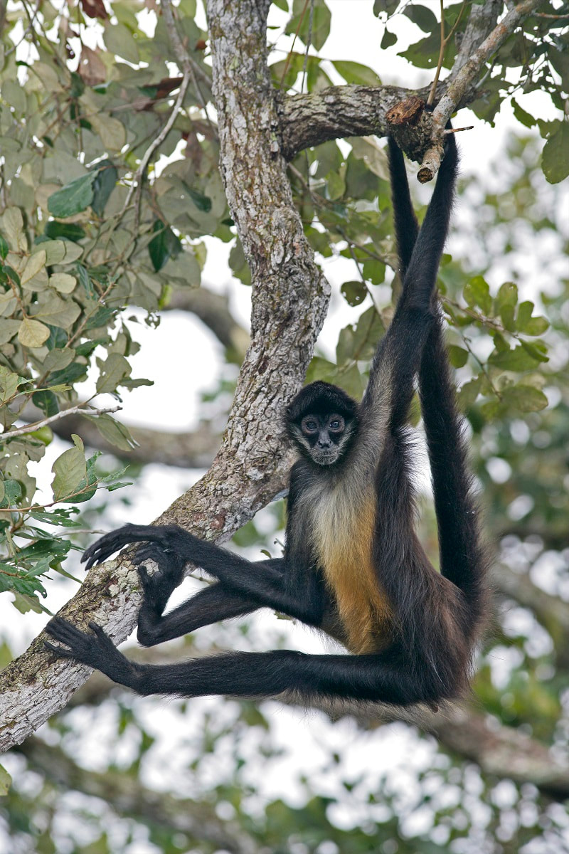 Macaco Aranha Geoffroys, Ateles Geoffroyi, Também Conhecido Como