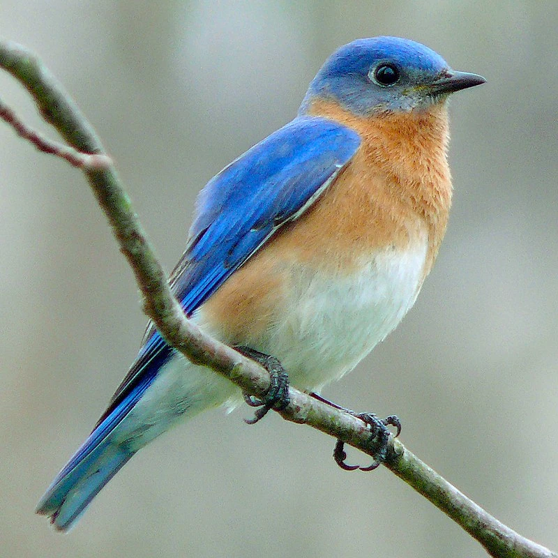 Eastern Bluebird | Maker Scratchpad YouTube Wiki | Fandom