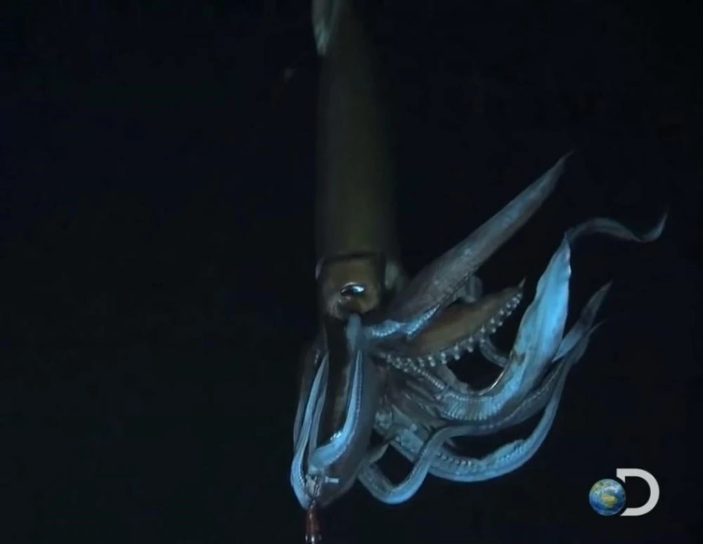 Giant Squid | Maker Scratchpad YouTube Wiki | Fandom