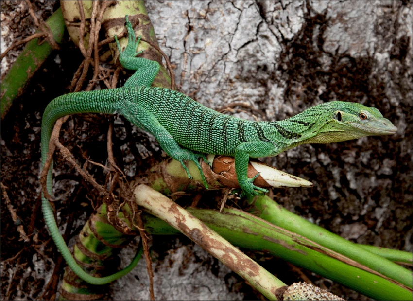 The Architecture of Existential Dread in Manga