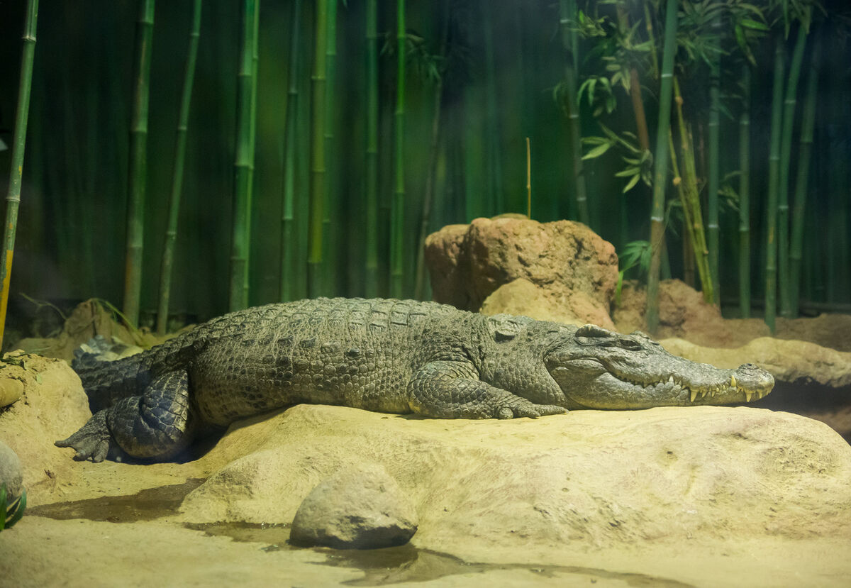 Siamese Crocodile | Maker Scratchpad YouTube Wiki | Fandom