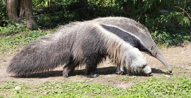 Giant Anteater | Maker Scratchpad YouTube Wiki | Fandom Giant Anteater | Maker Scratchpad YouTube Wiki | Fandom