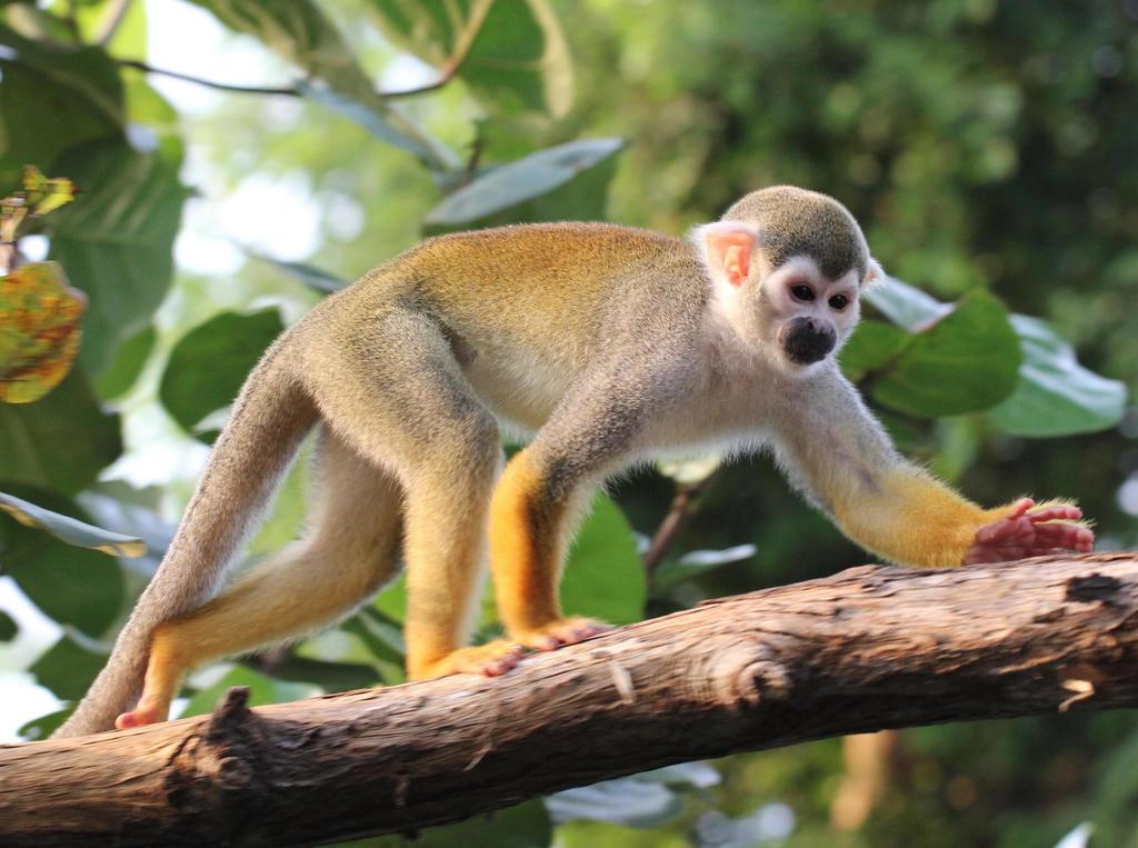 Squirrel monkey - Wikipedia