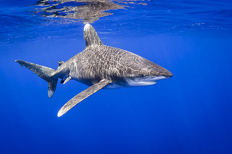 Oceanic Whitetip Sharks (2018) | Maker Scratchpad YouTube Wiki | Fandom