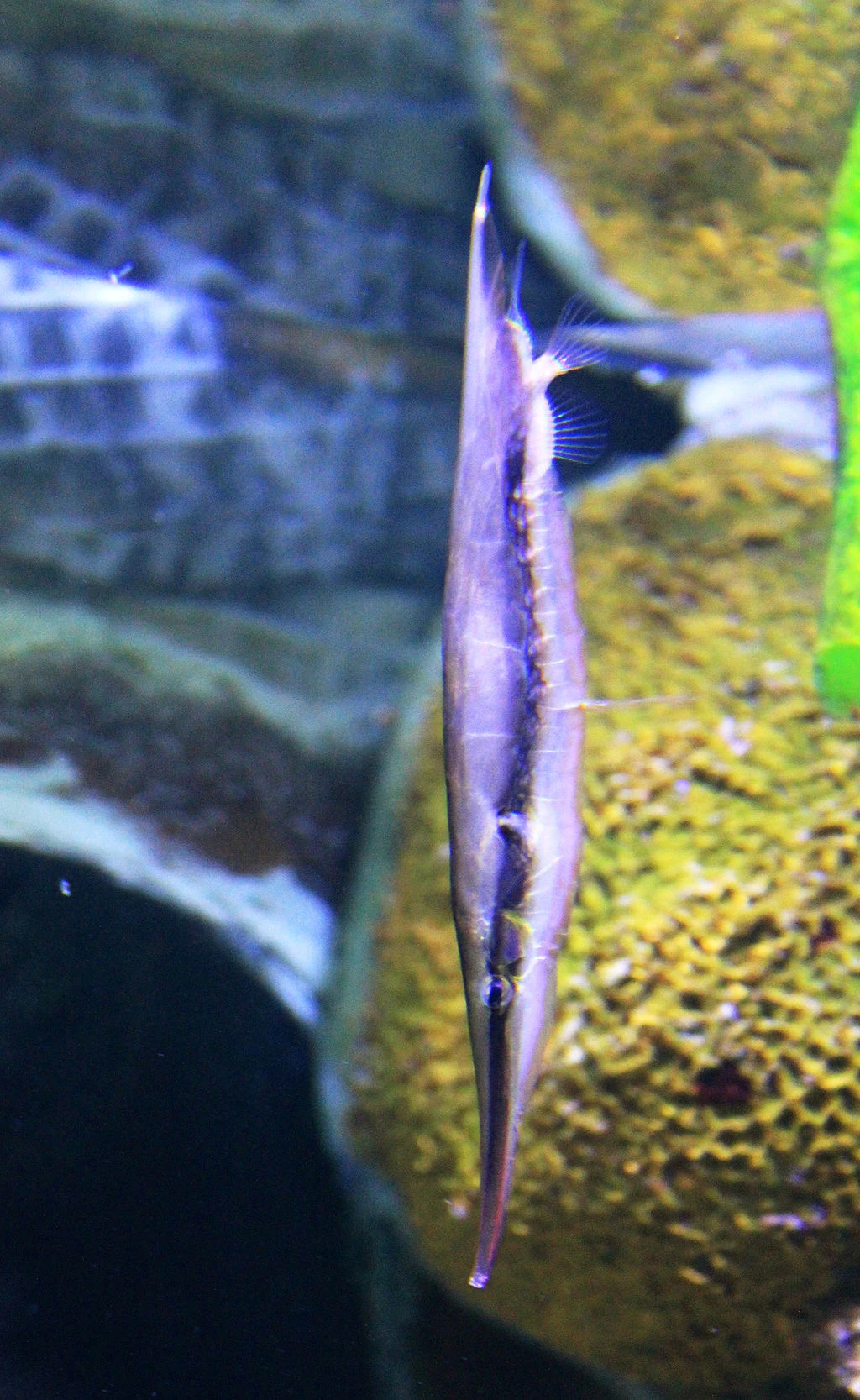 Razorfish Maker Scratchpad YouTube Wiki Fandom