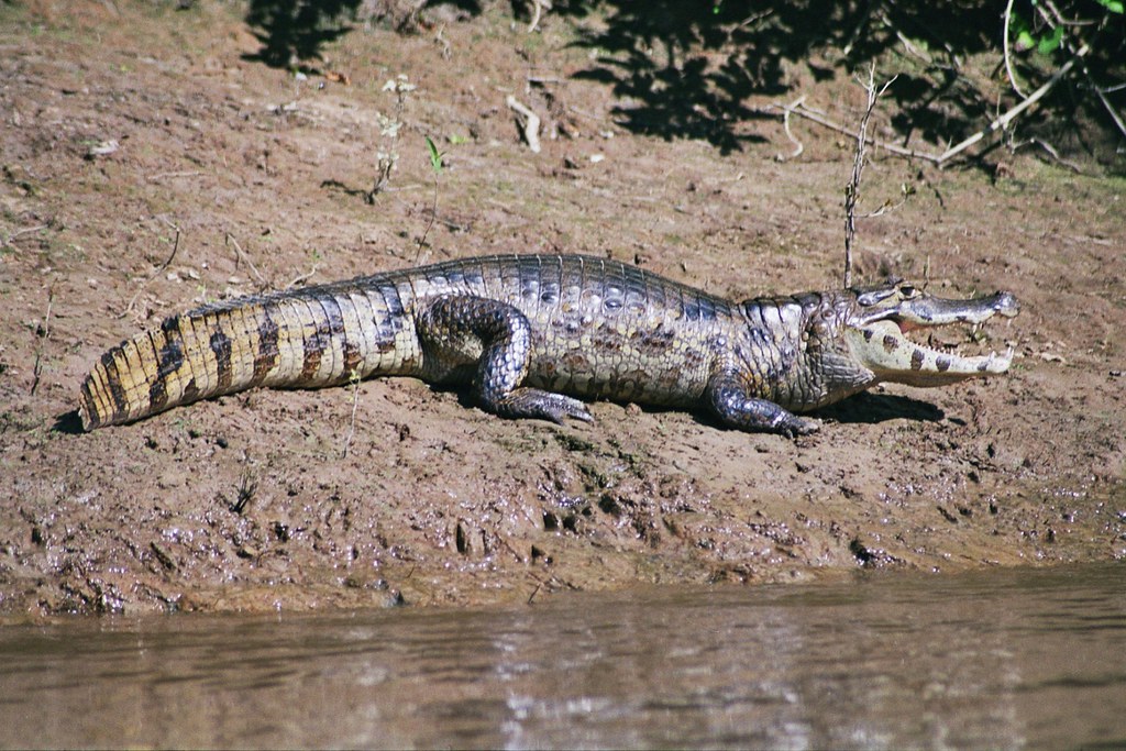 10 Cutest Killer Babies Baby alligator, Baby animals, Cute little animals