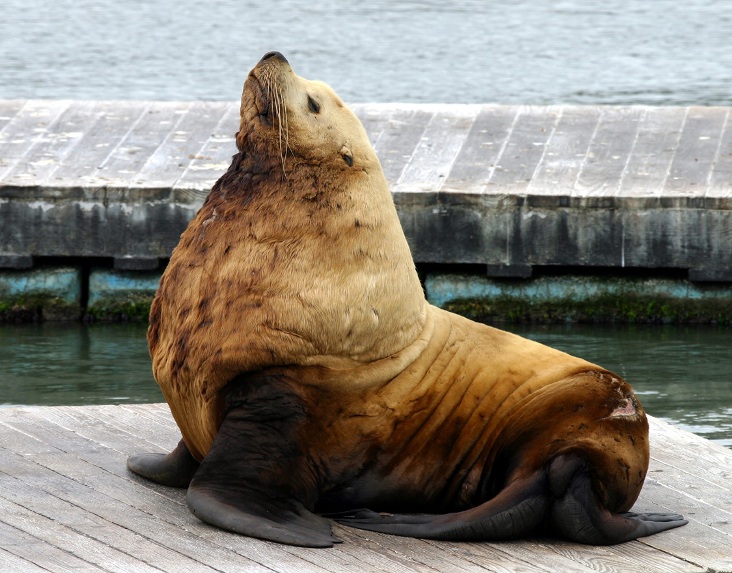 Steller Sea Lion