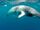 Common Minke Whale