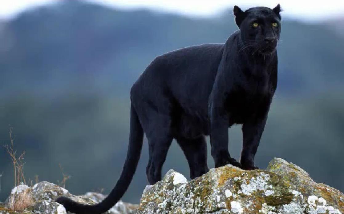 Black Leopard, Maker Scratchpad  Wiki