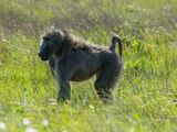 Chacma Baboon