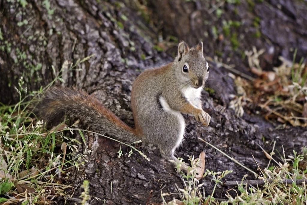 American Red Squirrel Maker Scratchpad YouTube Wiki Fandom