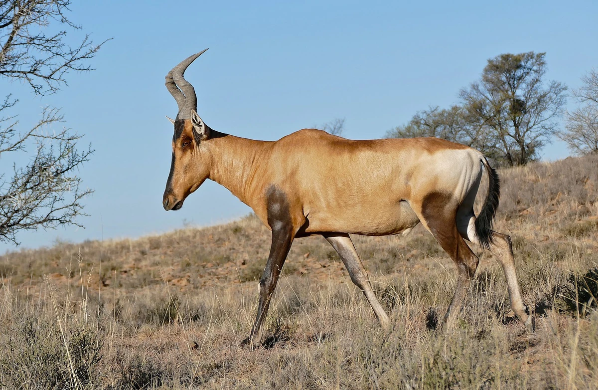 Red Hartebeest Maker Scratchpad YouTube Wiki Fandom