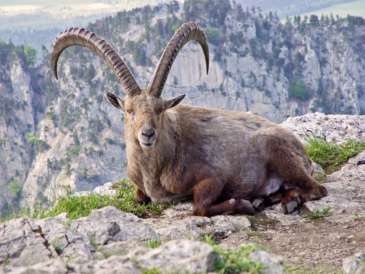 Козерог животное в горах фото Pyrenean Ibex Maker Scratchpad YouTube Wiki Fandom