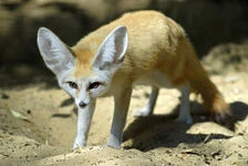 Animals Inc Maker Scratchpad Youtube Wiki Fandom