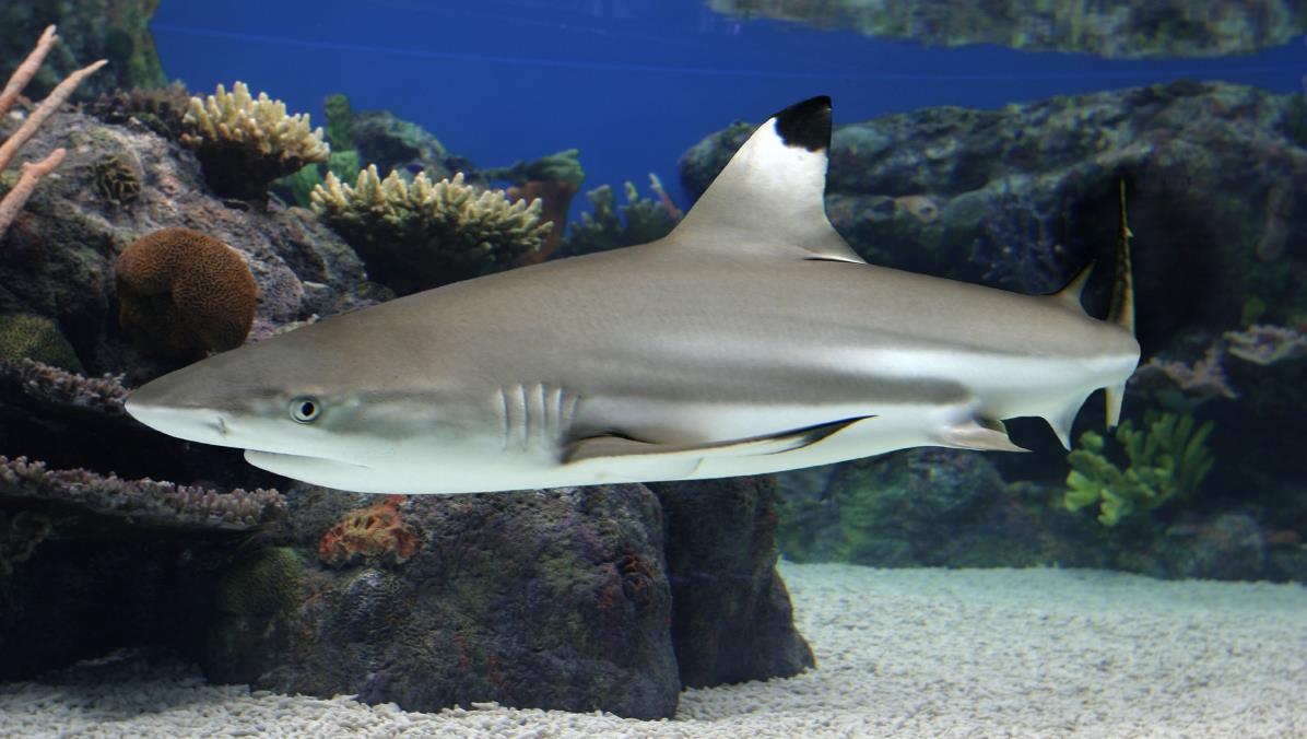 Blacktip Reef Shark | Maker Scratchpad YouTube Wiki | Fandom