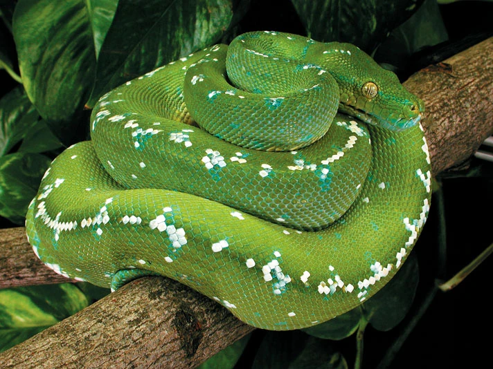 Green Tree Python Maker Scratchpad YouTube Wiki Fandom