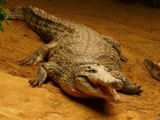 Nile Crocodile | Maker Scratchpad YouTube Wiki | Fandom