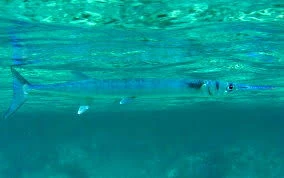 Flat Needlefish Maker Scratchpad YouTube Wiki Fandom