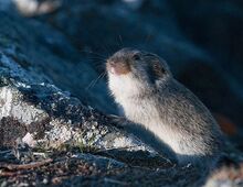 Arctic lemming - Wikipedia