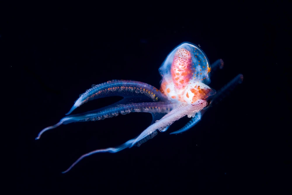 Common Blanket Octopus Maker Scratchpad YouTube Wiki Fandom