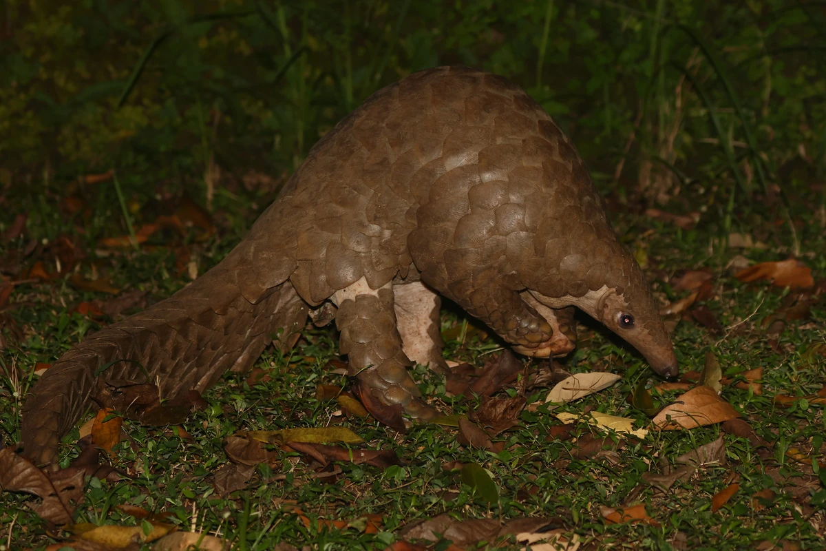 Indian Pangolin Maker Scratchpad YouTube Wiki Fandom