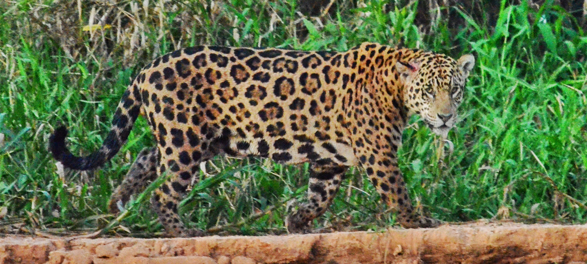 Brazilian Jaguar, Maker Scratchpad  Wiki