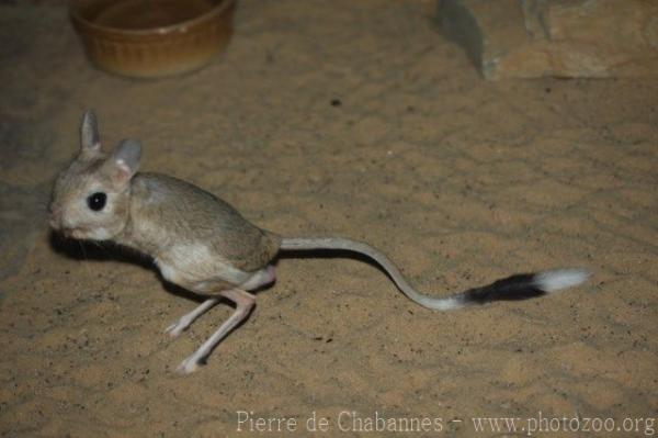 Greater Egyptian Jerboa | Maker Scratchpad YouTube Wiki | Fandom