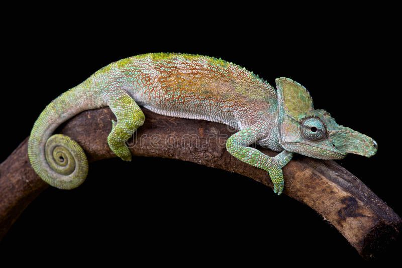 Kunpei_yamanashi　デジタルプリント  Chameleon Kunpei_yamanashi デジタルプリント Chameleon Kunpei_yamanashi
