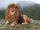 Barbary Lion