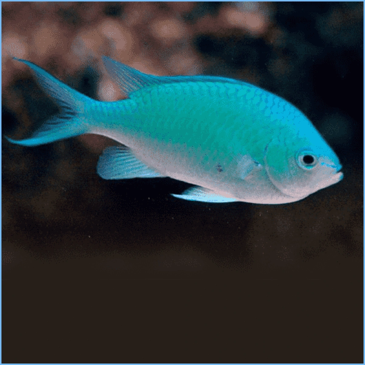 Green Chromis Maker Scratchpad YouTube Wiki Fandom