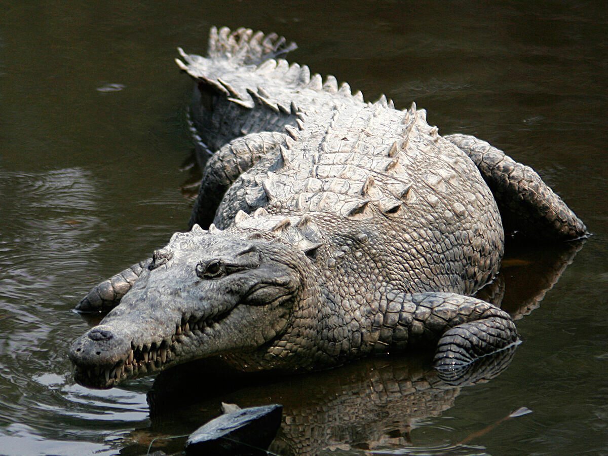 American Crocodile | Maker Scratchpad YouTube Wiki | Fandom