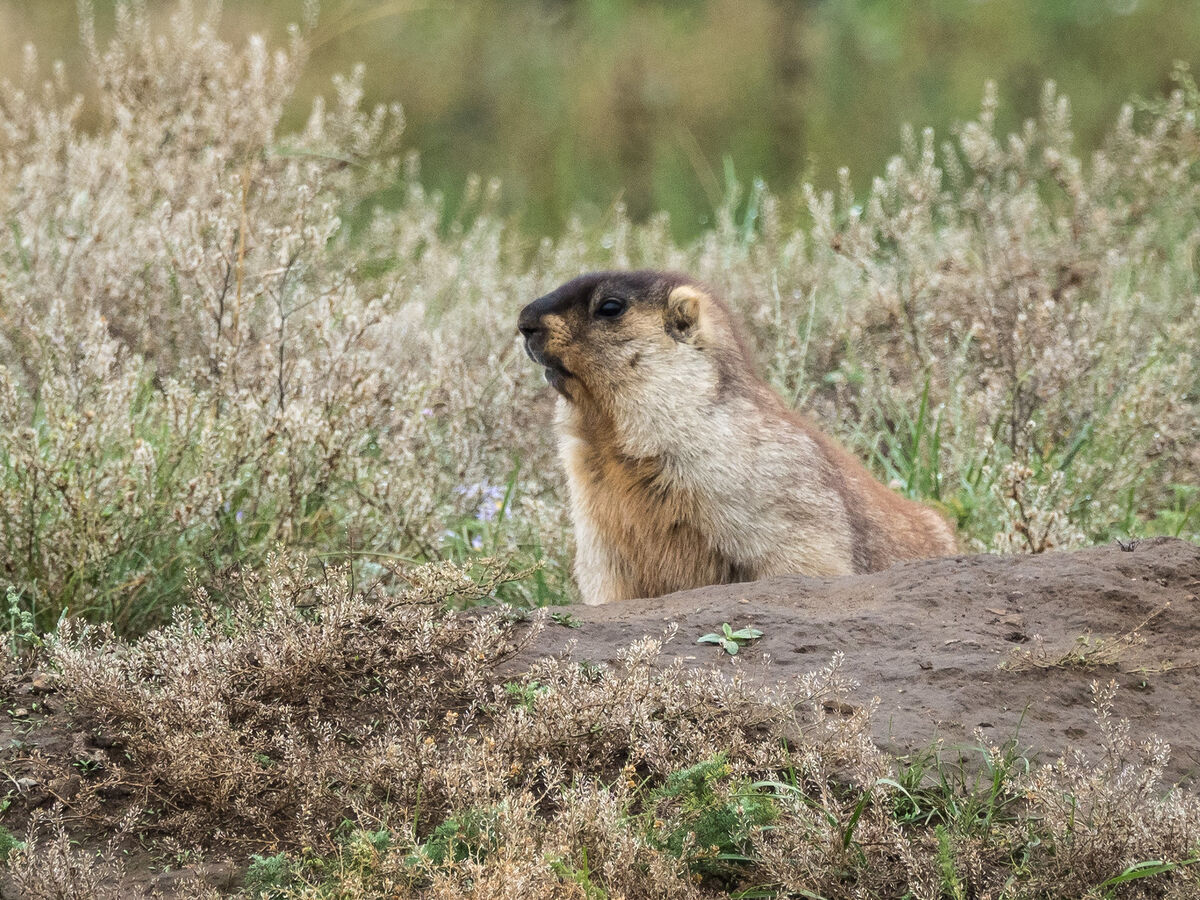Tarbagan Marmot | Maker Scratchpad YouTube Wiki | Fandom