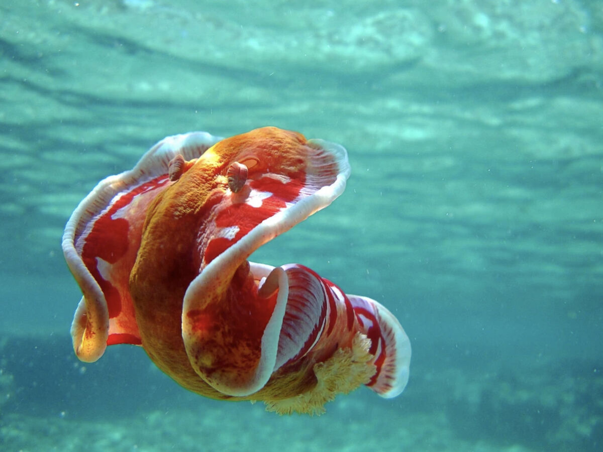 Плавающие моллюски. Испанский танцор (Hexabranchus sanguineus). Голожаберный моллюск испанский танцор. Морской СЛИЗЕНЬ испанская танцовщица. Испанский танцор красное море.