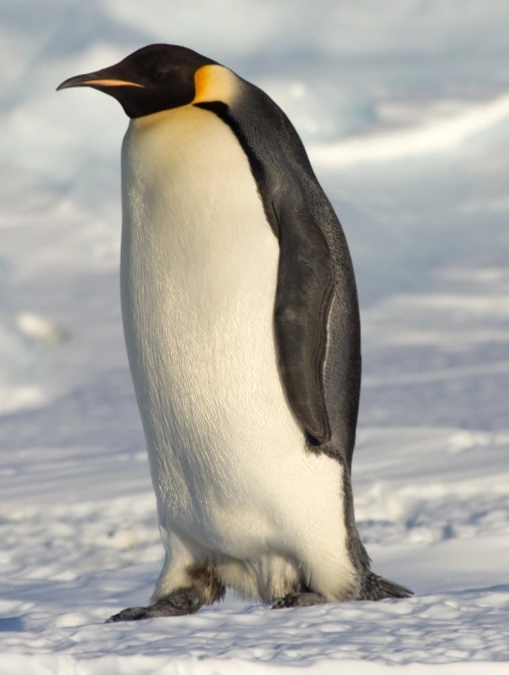 Emperor Penguin Maker Scratchpad YouTube Wiki Fandom