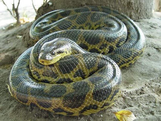 anaconda snake youtube