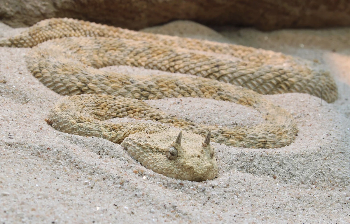 Desert Horned Viper Maker Scratchpad YouTube Wiki Fandom