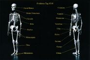 Trial exhibit 400 - 3D model marking bones found in burn pit