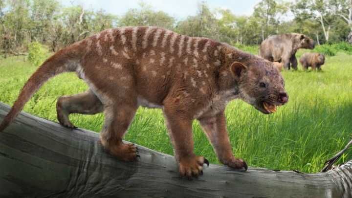 Marsupial Lion