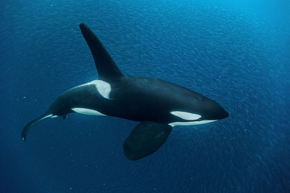 Orca mako animals wiki fandom