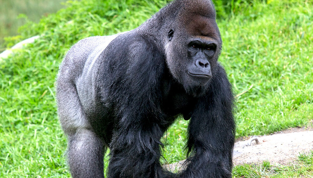 Western Lowland Gorilla | Mako Animals Wiki | Fandom