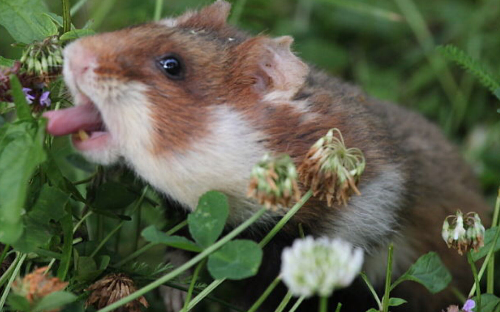 Where Do Hamsters Live in the Wild? - WorldAtlas