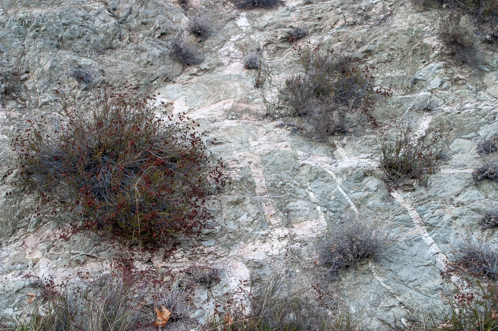 Flattopped buckwheat Makolan Wiki Fandom
