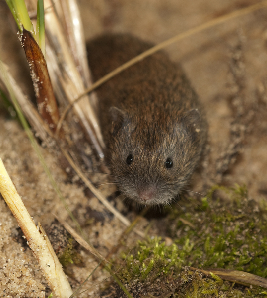 southern bog lemming