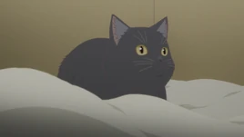 Kitten