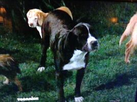 Lucky the Dog