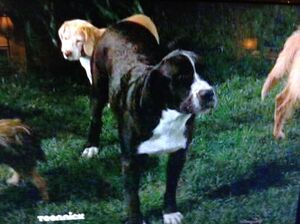 Lucky the Dog.jpg