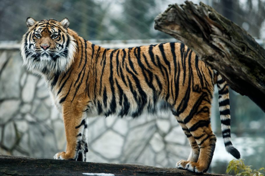 Tygrys Sumatrzański Kotopedia Wiki Fandom 6032
